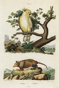 Yellow-crested Cockatoo and Armadillo