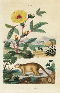 Kinkajou and Roselle