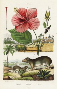 Rock Cavy and Chinese Hibiscus
