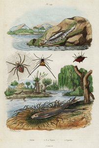 Sea slug, garden spider and European smelt by Jacques Reyne Isidore Acarie Baron
