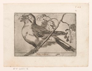 Jay (Birds)
