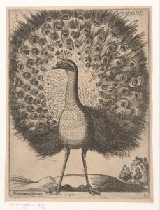 Peacock (Nine birds series) by Jacques de Fornazeris