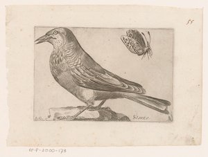 Starling (Sturnus vulgaris) by Jacques de Fornazeris
