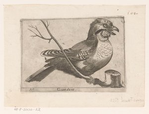 Eurasian Jay (Garrulus glandarius) by Jacques de Fornazeris
