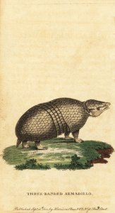 Brazilian Three-Banded Armadillo, Tolypeutes tricinctus (engraving)