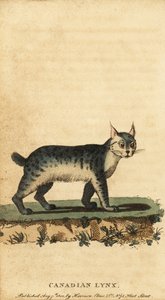 Canadian Lynx, Lynx Canadensis (1800)