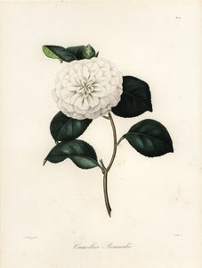 Camellia Japonica Variety, Camellia bonardii or Camellia bonnardii