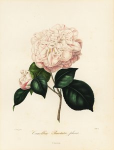 Camellia japonica variety