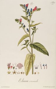 Echium: Orientale from Icones Plantarum, c.1763