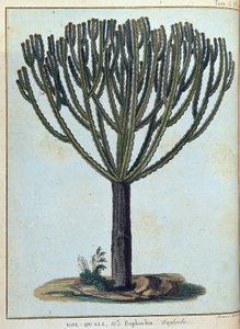 Kol-quall (Kol quall), euphorbia (cactus) - in Journey to Nubia and Abyssinia undertaken to discover the sources of the Nile during the years 1768 to 1772, by James Bruce, vol. 1, Paris by James Bruce