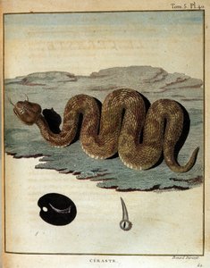 Serpent - in Journey to Nubia and Abyssinia undertaken to discover the sources of the Nile during the years 1768 to 1772, by James Bruce, Paris