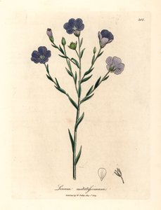 Blue flowered flax, Linum usitatissimum, from a botanical illustration by James Sowerby from William Woodville and Sir William Jackson Hooker