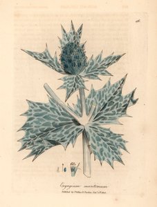 Blue flowered sea holly or eryngo, Eryngium maritinum, from 