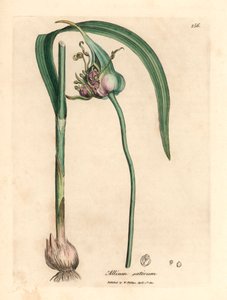 Common cultivated garlic, Allium sativum, from a botanical illustration by James Sowerby from William Woodville and Sir William Jackson Hooker
