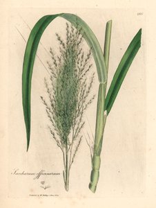 Common sugar cane, Saccharum officinarum, from a botanical illustration by James Sowerby from William Woodville and Sir William Jackson Hooker