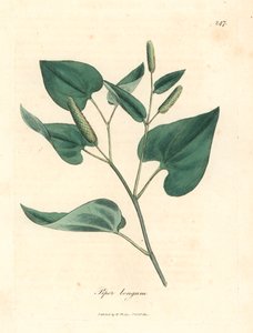 Long pepper, Piper longum, from a botanical illustration by James Sowerby from William Woodville and Sir William Jackson Hooker