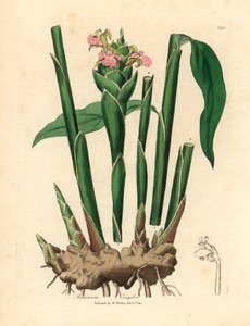 Narrow leaved ginger, Zingiber officinale, from a botanical illustration by James Sowerby from William Woodville and Sir William Jackson Hooker
