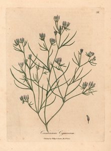 Pink flowered cumin, Cuminum cyminum, from a botanical illustration by James Sowerby from William Woodville and Sir William Jackson Hooker