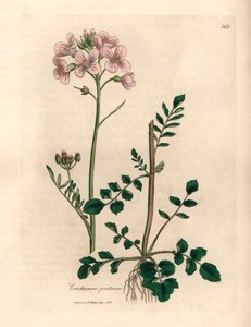 Pink flowered ladies smock or cuckow-flower, Cardamine pratensis, from a botanical illustration by James Sowerby from William Woodville and Sir William Jackson Hooker