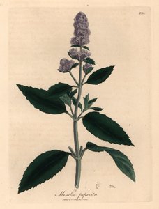 Purple flowered peppermint, Mentha piperita, from a botanical illustration by James Sowerby from William Woodville and Sir William Jackson Hooker