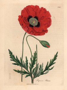 Red or corn poppy, Papaver rhoeas, from a botanical illustration by James Sowerby from William Woodville and Sir William Jackson Hooker