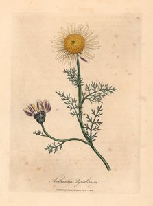 White and yellow Spanish camomile, Anthemis pyrethrum, from a botanical illustration by James Sowerby from William Woodville and Sir William Jackson Hooker