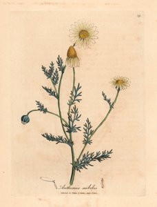 White and Yellow Flowered Camomile, from 