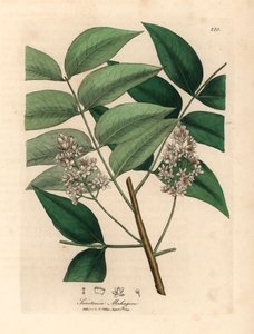 White blossomed mahogany tree, Swietenia mahogani, from a botanical illustration by James Sowerby from William Woodville and Sir William Jackson Hooker