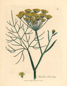Yellow Flowered Fennel, from 