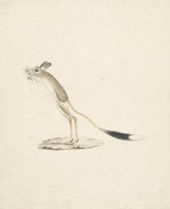 Jerboa No. 4