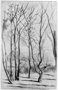 The Dam Wood