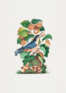 Beautiful Nuthatch by James Bolton