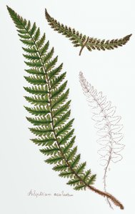 Polipodium aculeatum, now Polystichum achuleatum, a common fern of damp woods throughout the British Isles, from Filices Brittanicae; an History of the British Proper Ferns