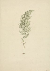 Arundinaria alpina K. Schum. (African Bamboo): Finished Drawing of Habit with Roots by James Bruce