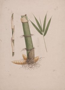 Arundinaria alpina K. Schum. (African Bamboo): finished drawing of sections of stem and of shoot with leaves