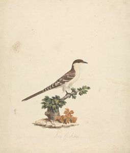 Bee Cuckoo