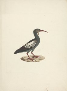 Bostrychia carunculata (Wattled Ibis)