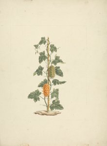 Cucumis metuliferus Naud (Wild Cucumber): finished drawing by James Bruce