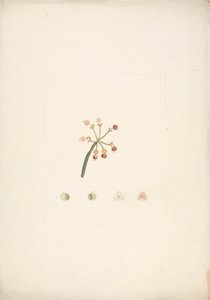 Euphorbia nubica N.E. Br. (Nubian Spurge): Finished Drawing of Flowering and Fruiting Shoot, with Details of Floral Dissections by James Bruce