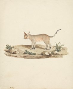 Booted Lynx (Felis caligata) by James Bruce