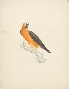 Gypaetus barbatus (Bearded Vulture)