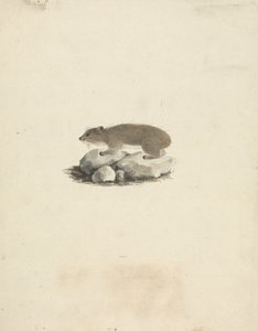 Heterohyrax brucei (Yellow-Spotted Rock Hyrax) by James Bruce
