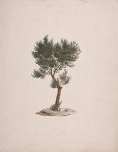 African Pencil Cedar (Juniperus procera Endl.): Finished Drawing of Tree