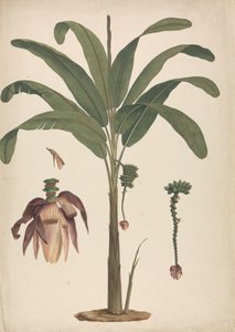 Musa x sapientum L. (Banana): finished drawing with details of inflorescence