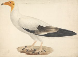 Egyptian Vulture (Neophron percnopterus)