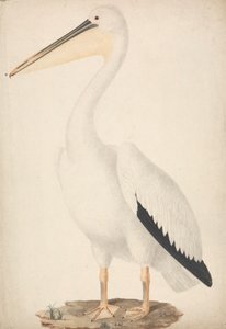 Great White Pelican