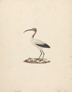 Threkiornis aethiopicus (African Sacred Ibis)
