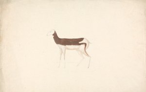 Unidentified Ungulate by James Bruce