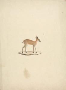 Unidentified Madogua (Dik-dik)