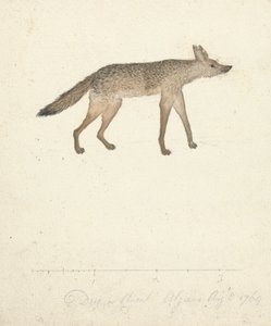 Wolf by James Bruce